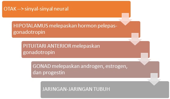 Pengertian Sistem Hormon dan Peristiwa Kimiawi pada Manusia Pengertian Sistem Hormon dan Peristiwa Kimiawi pada Manusia