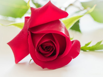 Rose Day Rose Day