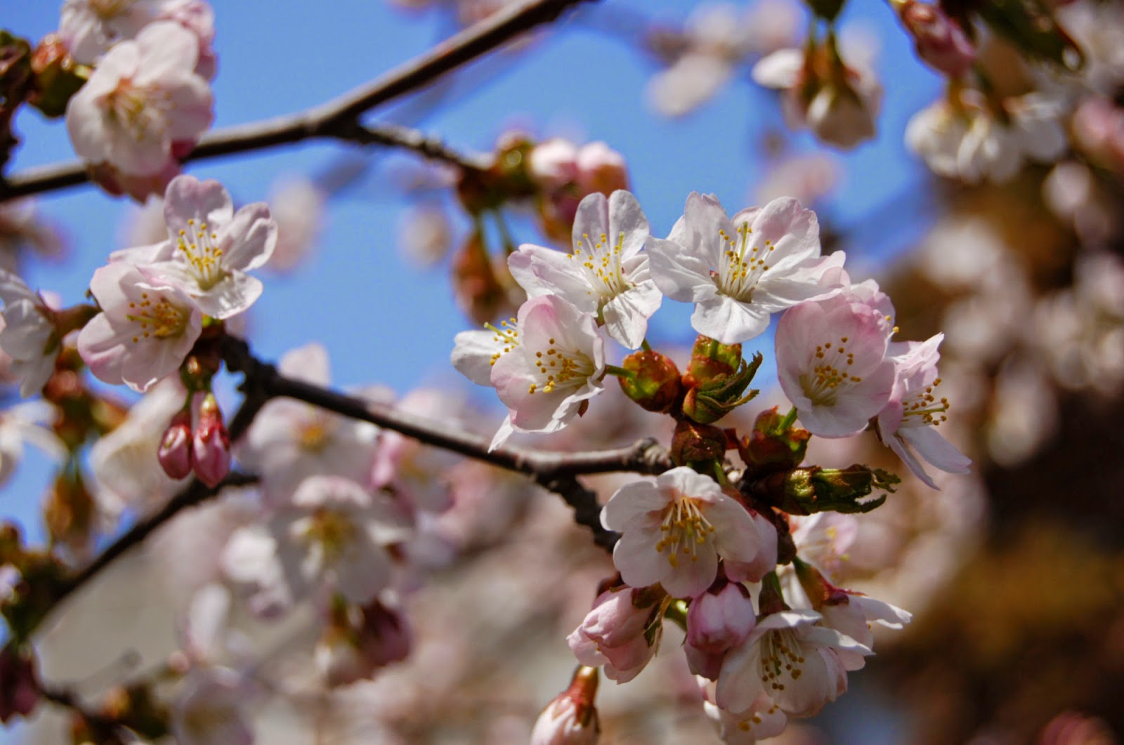 鹿島 アントラーズ ユニフォーム 黒