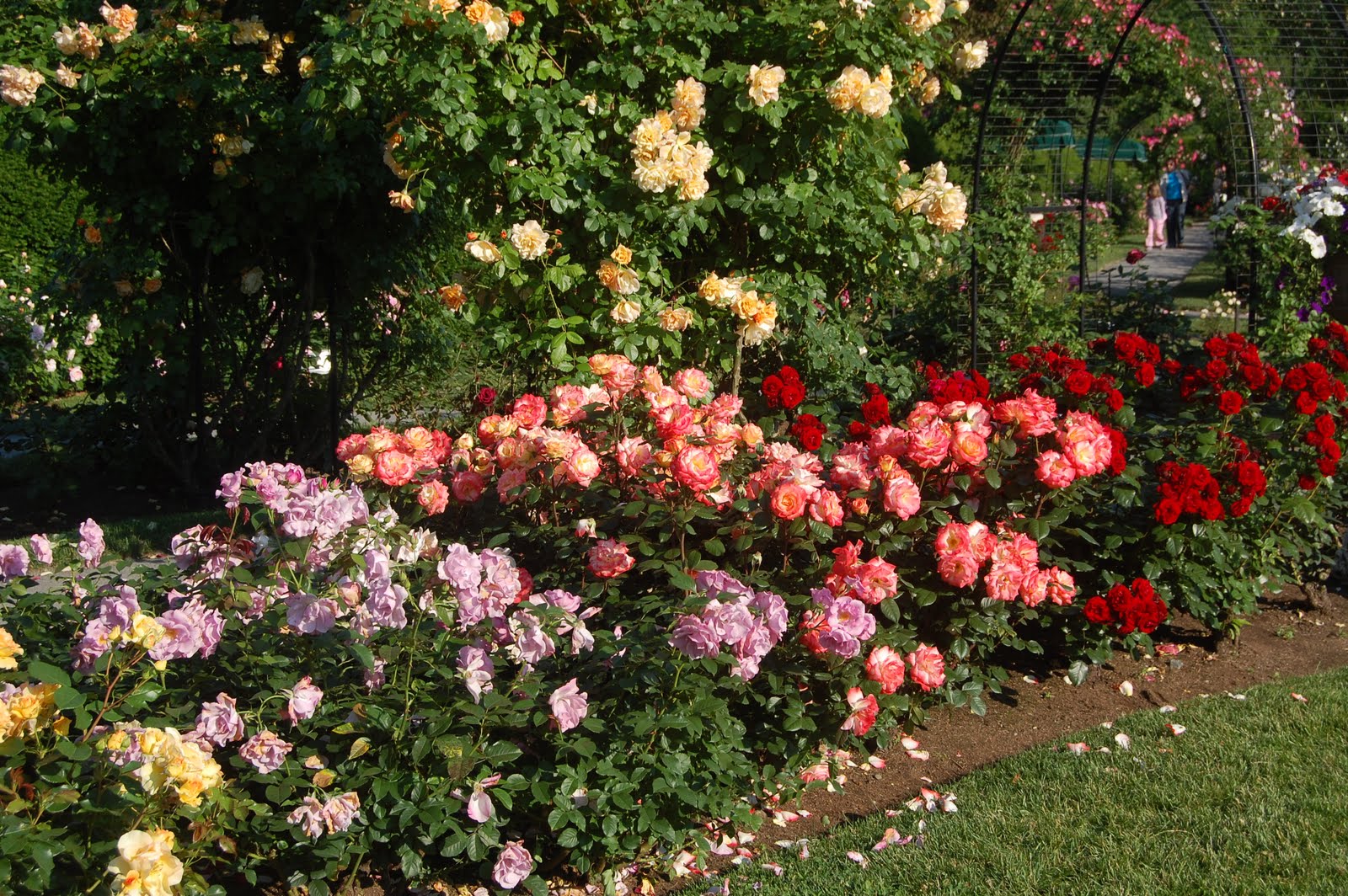 Sprouts: Boston's Kelleher Rose Garden in Full Bloom Part 1