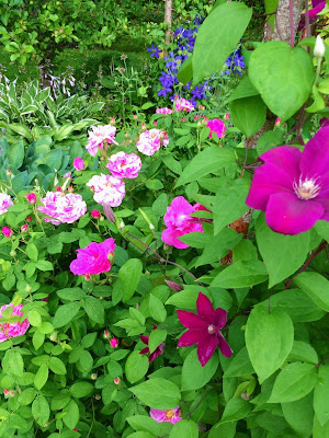 Clematis Madame Julia Correvon