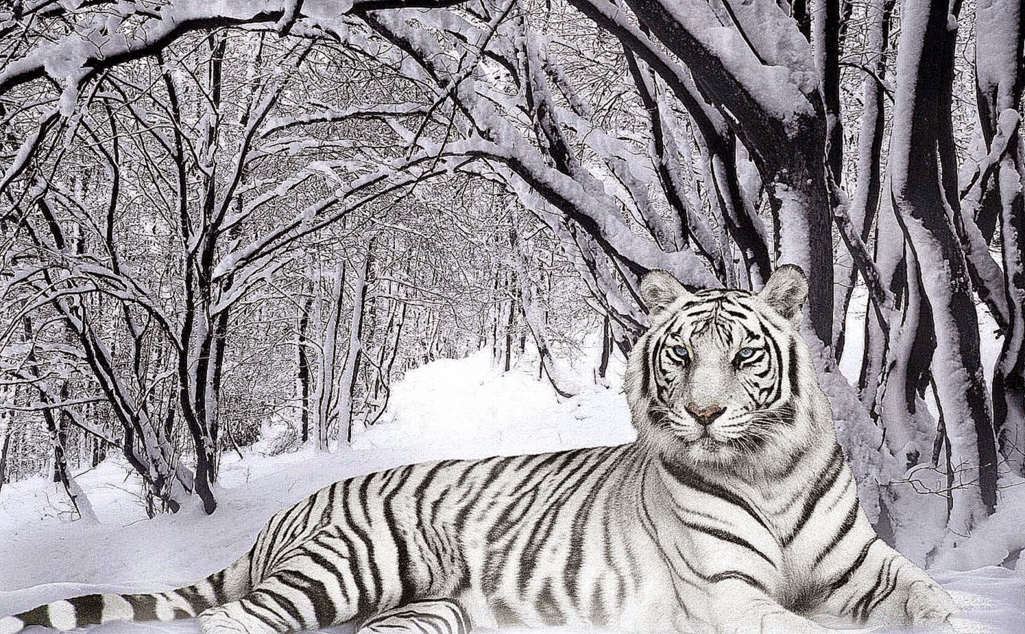 Free White Tiger Wallpaper Desktop