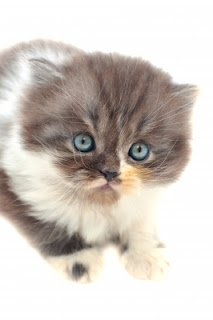 Tips Bagaimana Merawat Kucing: Adopsi Kucing Persia Gratis Tips Bagaimana Merawat Kucing: Adopsi Kucing Persia Gratis
