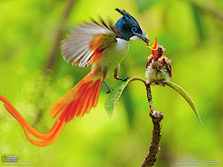 paradise asian flycatchers tail birds bird flycatcher fly feathers catcher asia medium rufous related wings sexual selection which