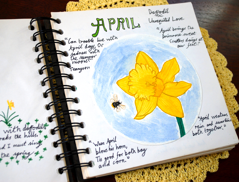 nature notebook - daffodil