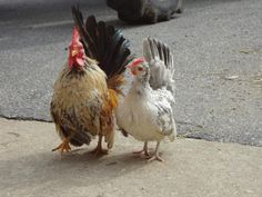 Ayam Serama Sepasang