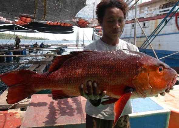 Hasil tangkapan nelayan di pantai bira Hasil tangkapan nelayan di pantai bira
