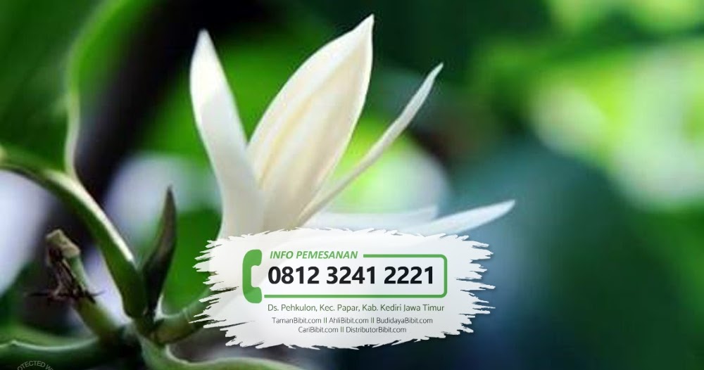 Menakjubkan 27+ Gambar Bunga Kantil Emas Gambar Bunga HD