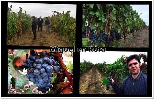 Bodegas-Señorío-de-Valdesneros