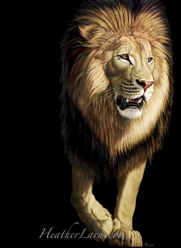09-Lion-Heather-Lara-Hyper-realistic-Animal-Scratchboard-Drawings-Wildlife-www-designstack-co