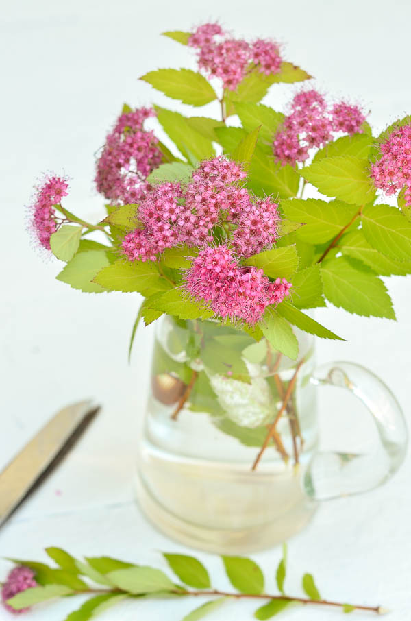 Simple summer flower arrangement made by cutting branches from a spirea bush.  |  www.andersonandgrant.com