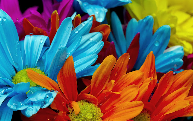 Foto van prachtige gekleurde bloemen
