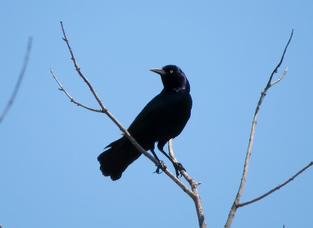 Boat-tailed Grackle - Jamaica Bay, New York