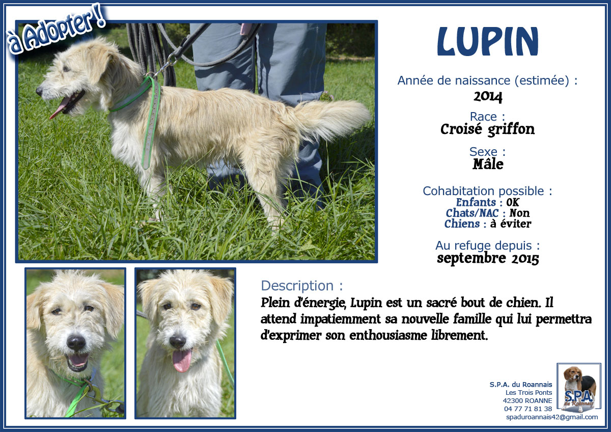 LUPIN - x griffon 3 ans - Spa du Roannais à Roanne (42) 1-2015-09_LUPIN-2014