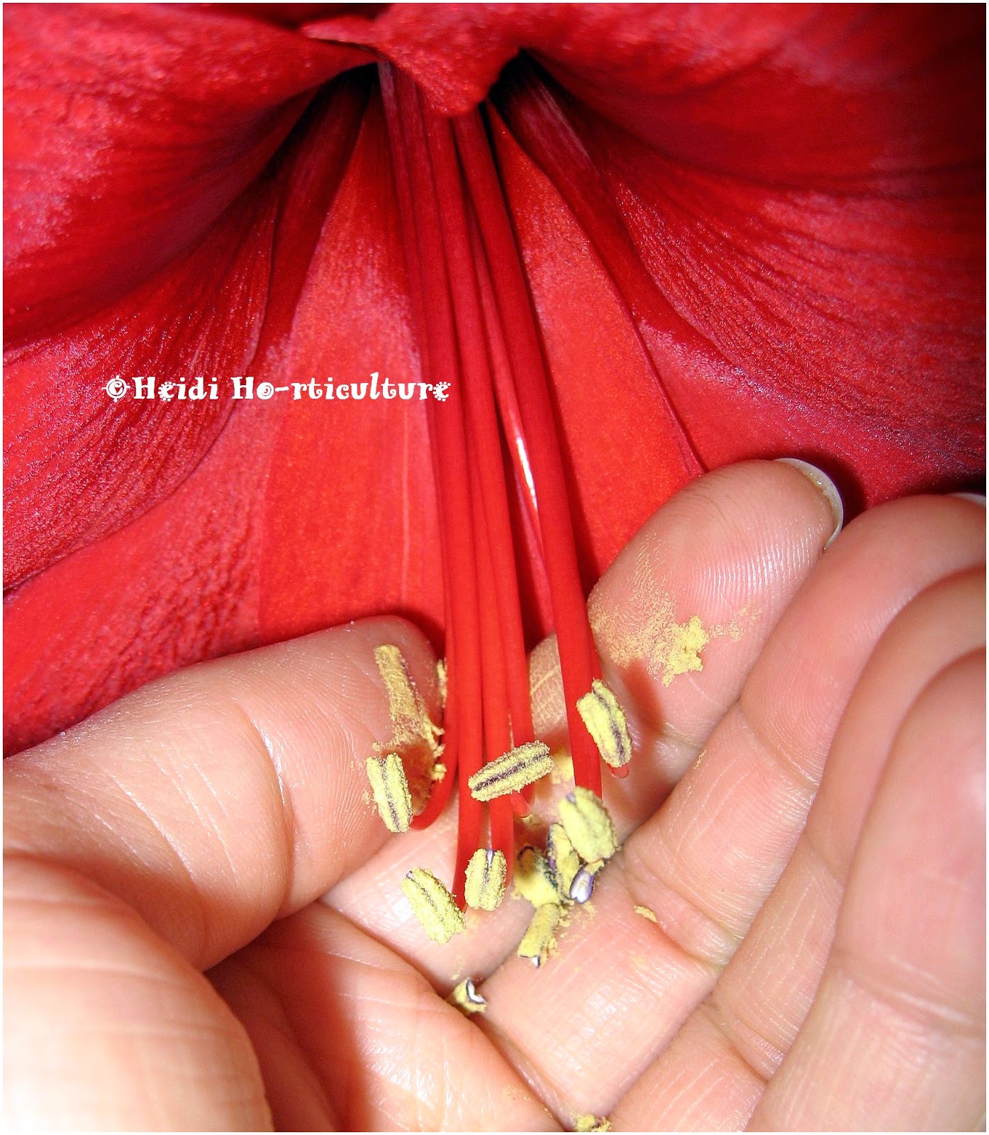 Heidi Horticulture Removing Lily Flower Anthers To Lengthen Bloom Time