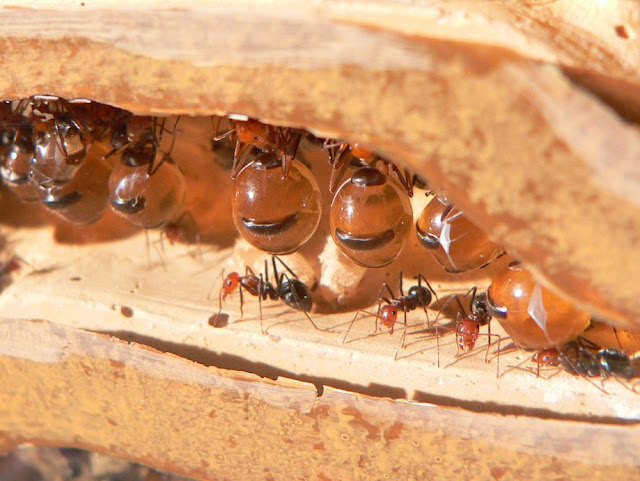 تعرف بالصور على حياة النمل العجيبة - مدونة دليلي