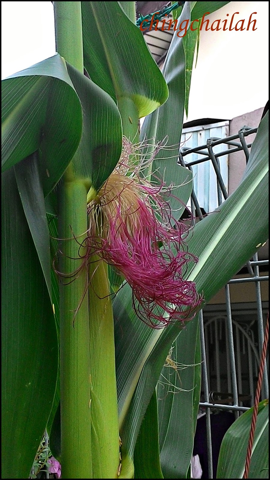 Simple Living In Nancy Happy With My Dark Purple Corn Harvest.