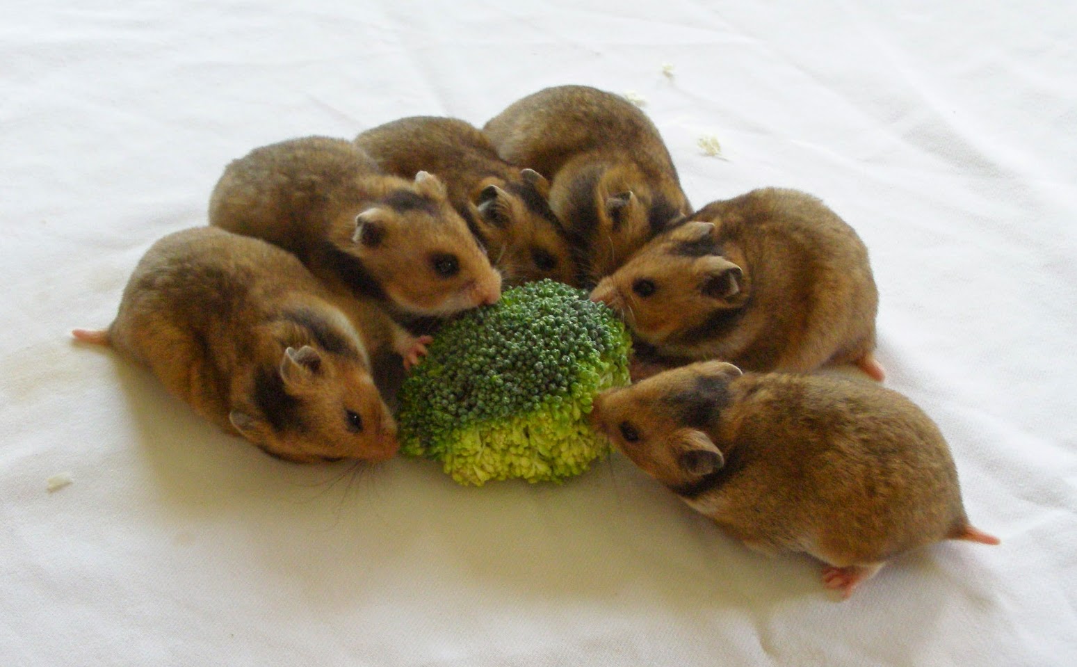 можно ли хомякам цветную капусту. овощи для хомяка сирийского. мышь в капусте. хомяк с салатом. морская свинка с капустой.