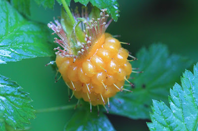 Rubus spectablis (Salmonberry)