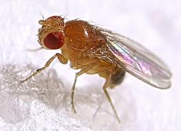Gambar Drosophila melanogaster