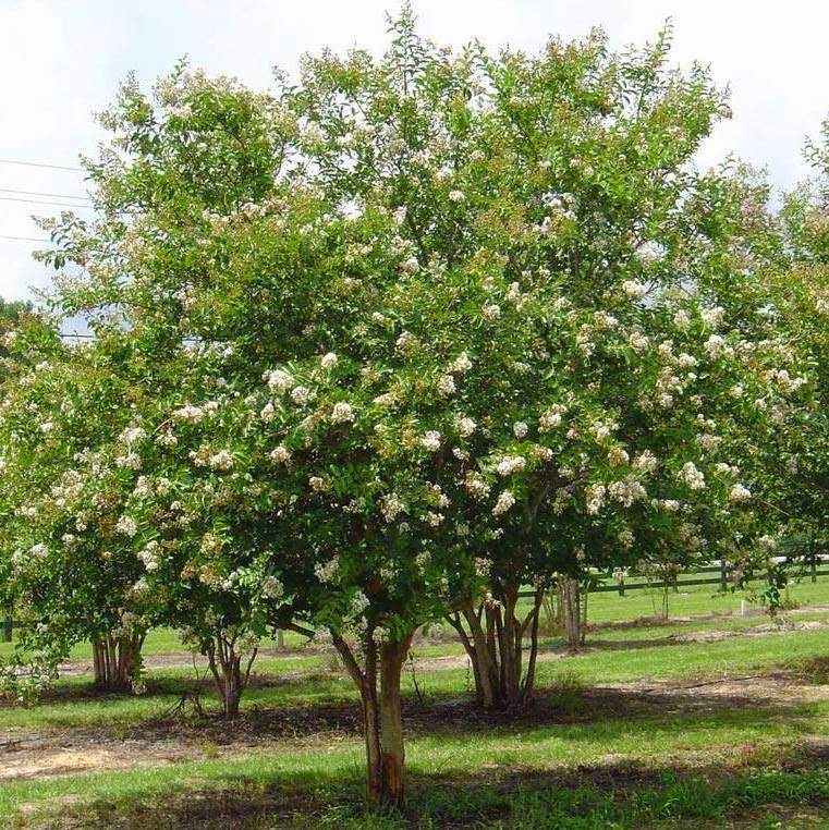 Emmaus Road Ministries The Cypress And The Myrtle Tree Series Part 5 of 7