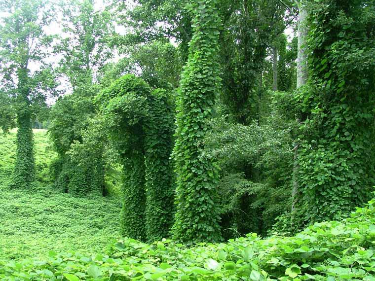 Gaining Insight Who Do The Kudzu That You Do?