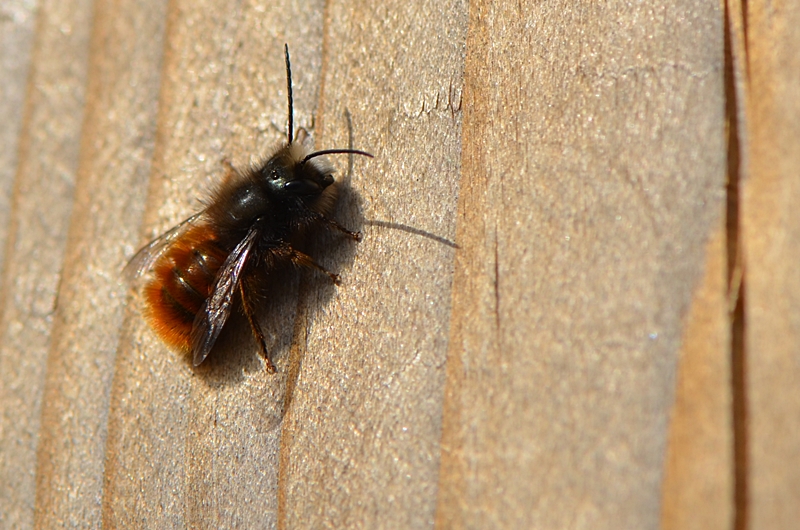 © Esprit de jardin - Edith Gayot-Boudier Osmie cornue (Osmia cornuta)