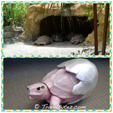 Taipei Zoo tortoises