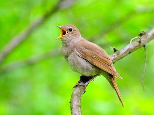 5000+ Gambar Burung Sikatan HD Paling Baru 5000+ Gambar Burung Sikatan HD Paling Baru