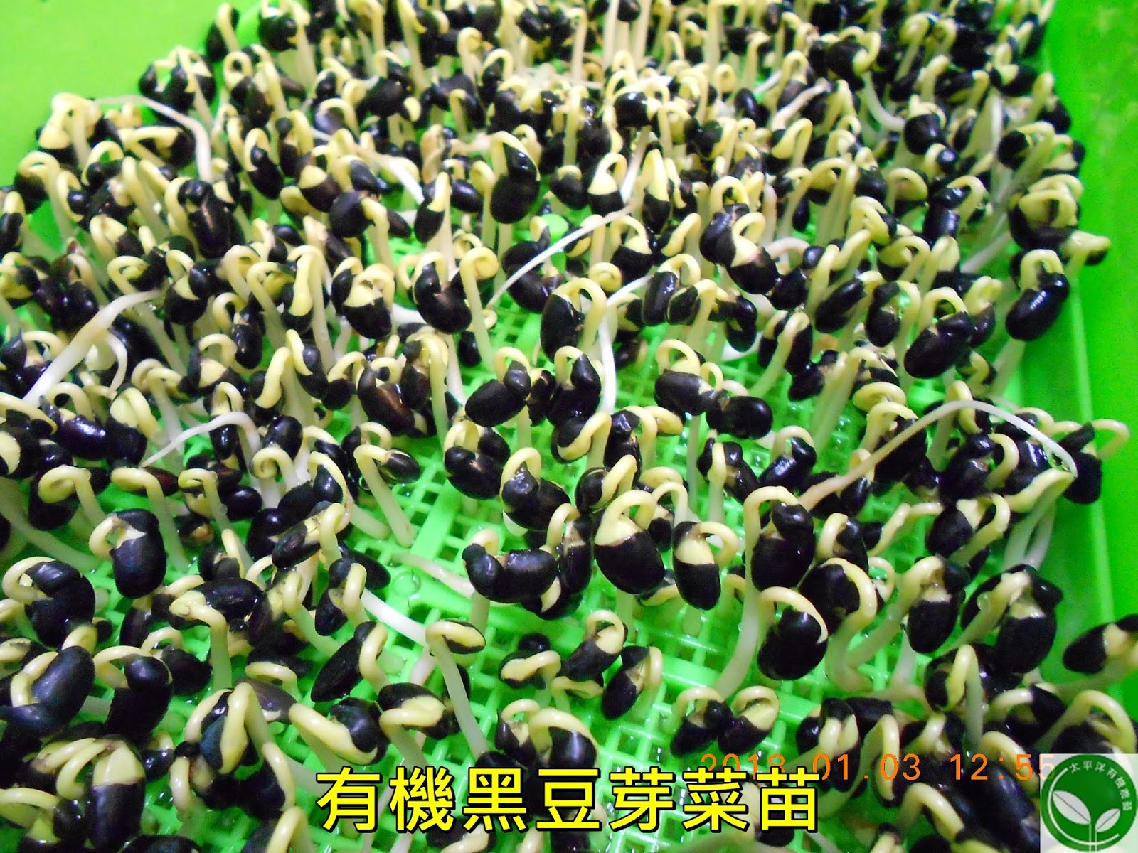 黑豆,台灣黑豆,青仁黑豆,台灣黑豆哪裡買,黑豆水的煮法,黑豆酒購買,黑豆水作法,黑豆芽生吃,黑豆水,黑豆茶煮法