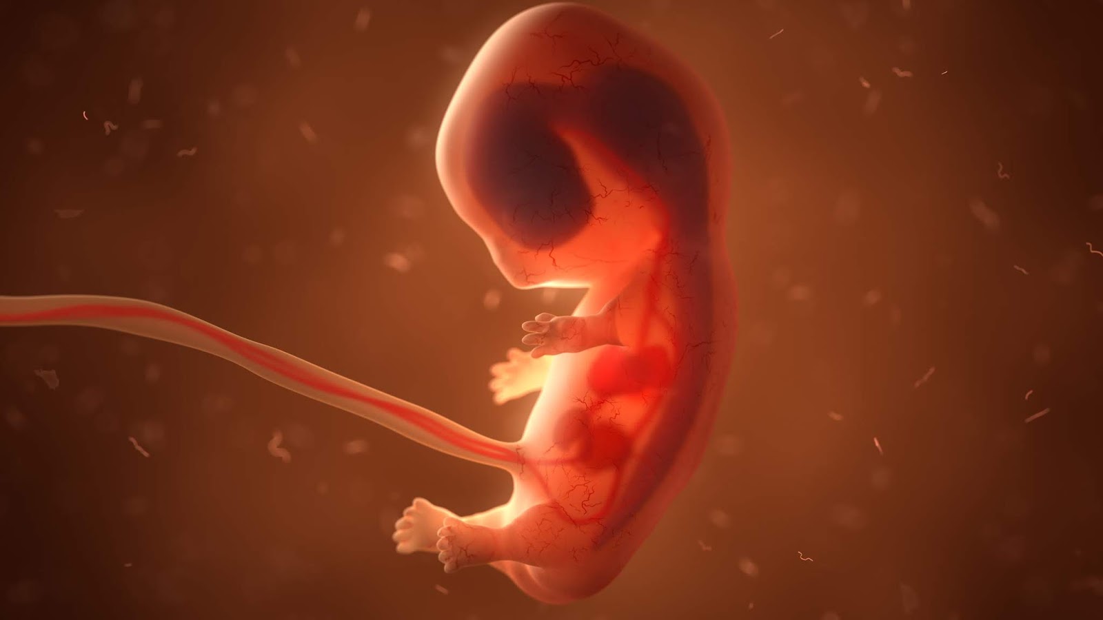 Scientists In Japan Could Create The First Human-Animal Hybrid Embryos Scientists In Japan Could Create The First Human-Animal Hybrid Embryos