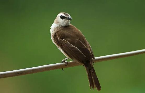 S Download Koleksi Suara Burung Trucukan Untuk Pancingan Mp3
