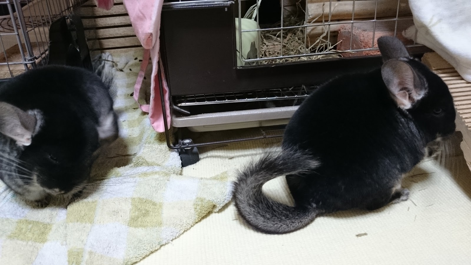 ちらふぁみの日記 新しいうたた寝ハウスとつばめ＆みずほ♪