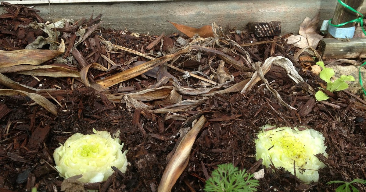 My Carolina Yard: Re-grow Romaine lettuce Hearts