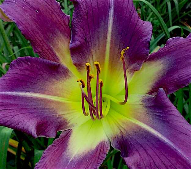 Daylily BReeder Blog Phoenician Royalty