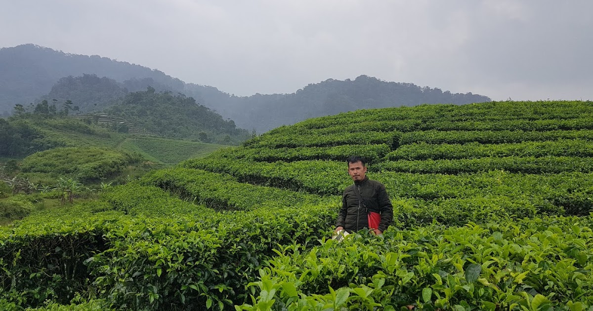 Keindahan kebun teh Jasinga
