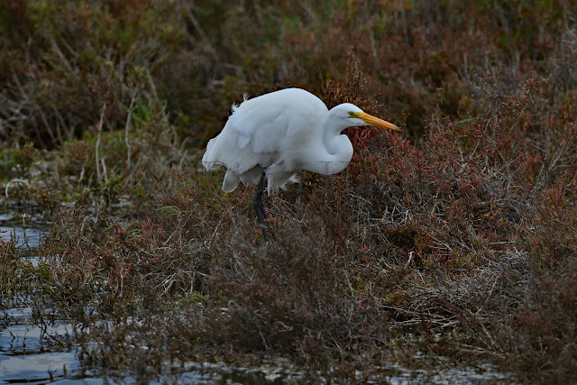 Great Egret catching Insects Great Egret catching Insects