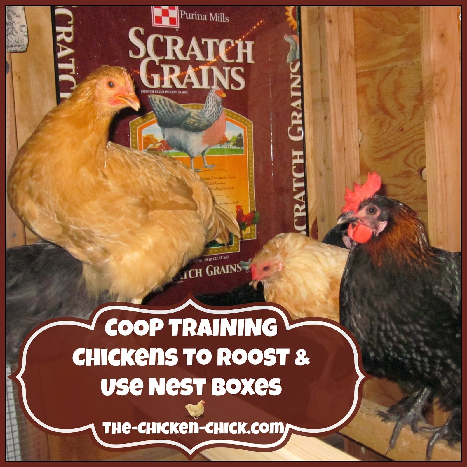 BlueRidgePetCenter Coop Training Chickens to Roost & Use Nest Boxes