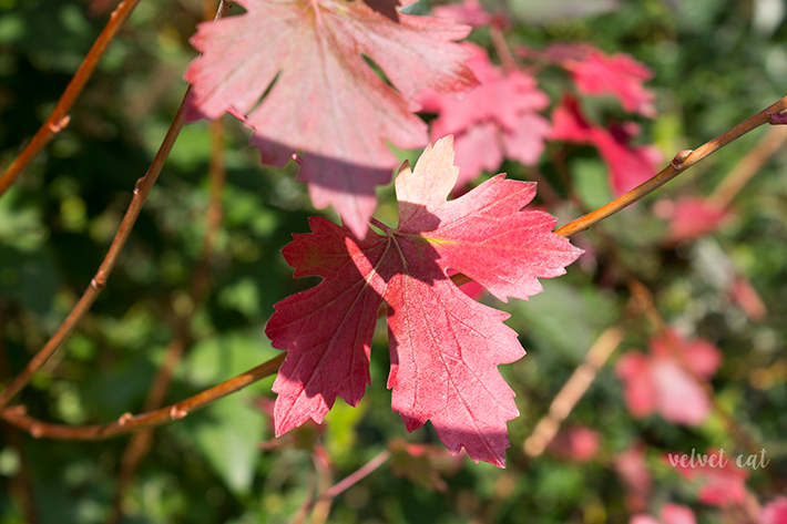 jardines botanicos fondos descargables