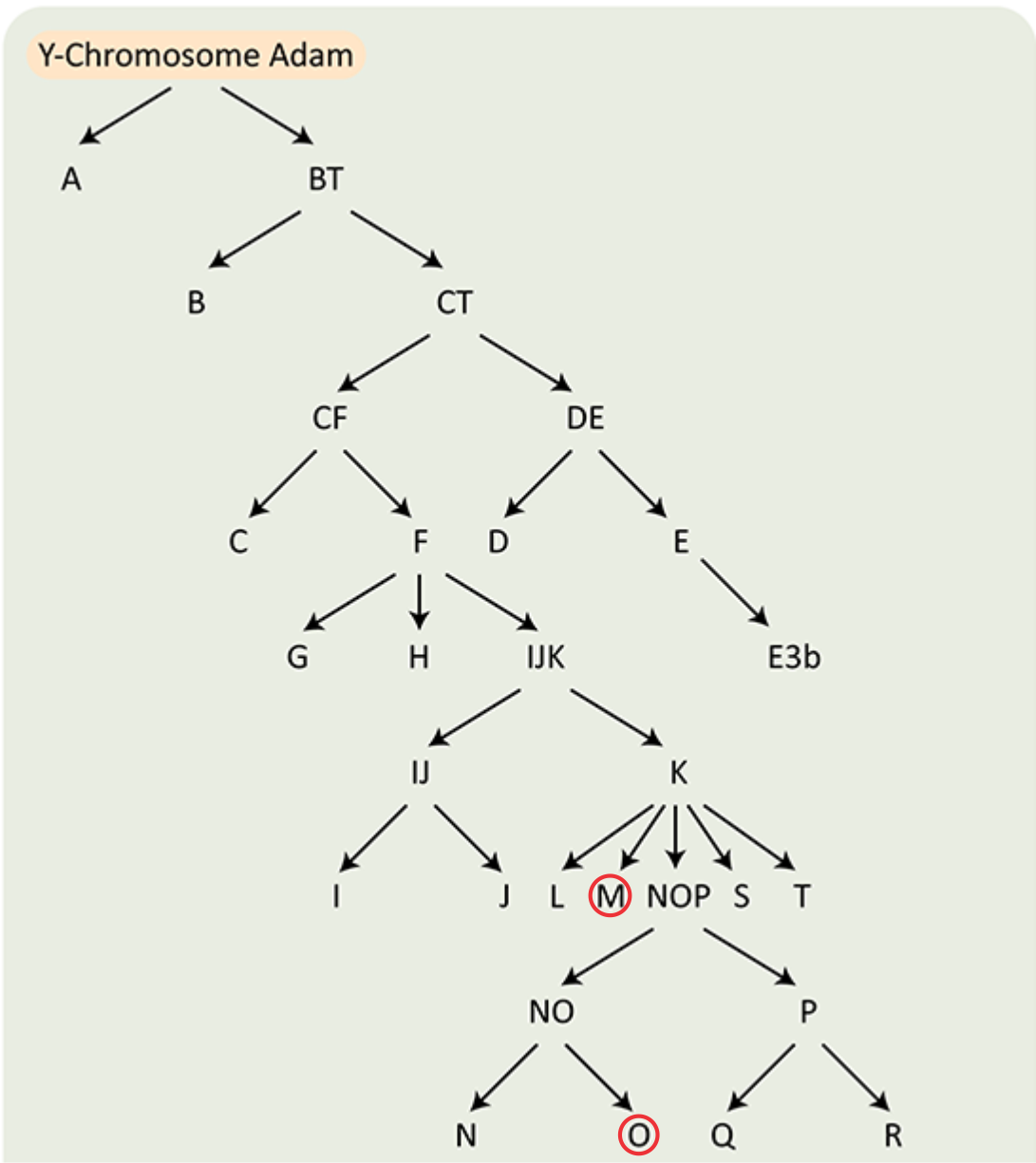 Edward Simanungkalit ORANG TOBA Austronesia, Austroasiatik, dan Negrito