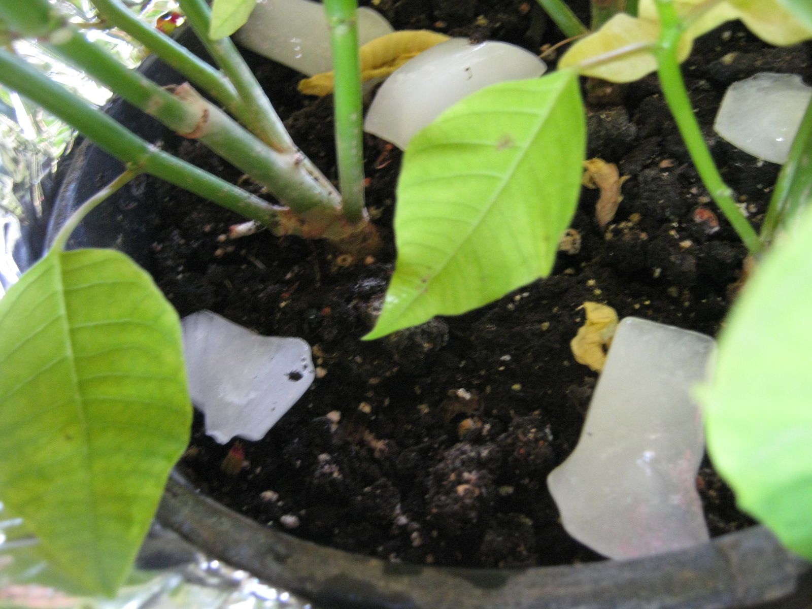 Mary Rose S Cafe How To Water Poinsettias