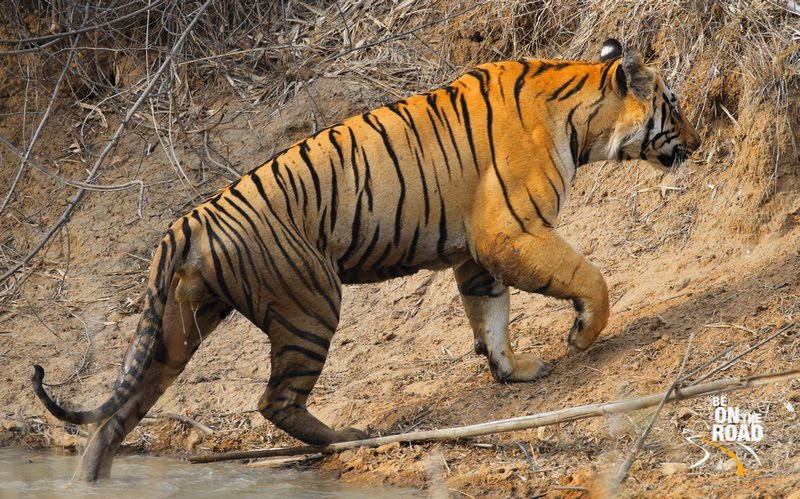 During a wildlife safari in the tiger reserves of Madhya Pradesh During a wildlife safari in the tiger reserves of Madhya Pradesh