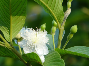 Flor de Goiaba