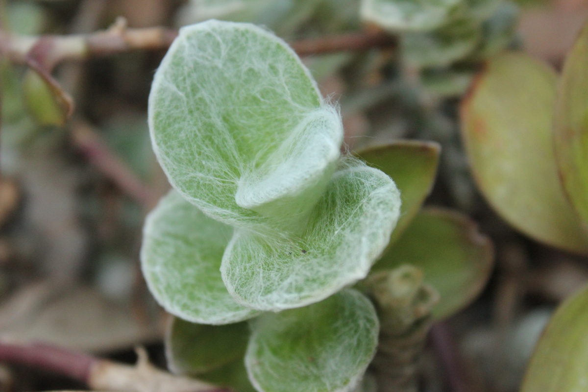 Plant with white hairs