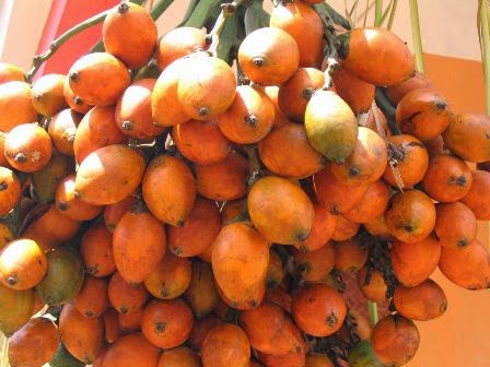 Cara Alami Kencangkan Payudara Tanpa Obat