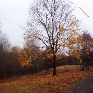 c.GoldintheClouds 2016 November hike