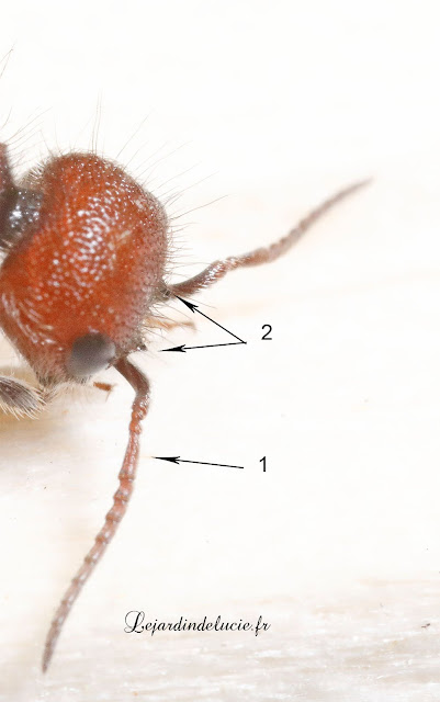 Myrmilla erythrocephala, femelle, détails des antennes.
