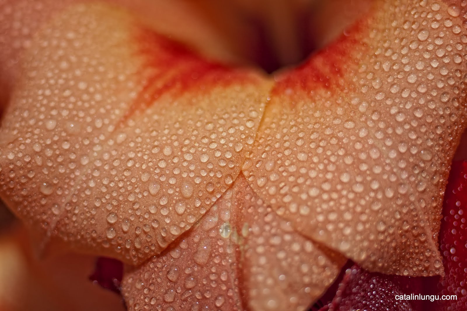 Water Drops on Flowers Macro
