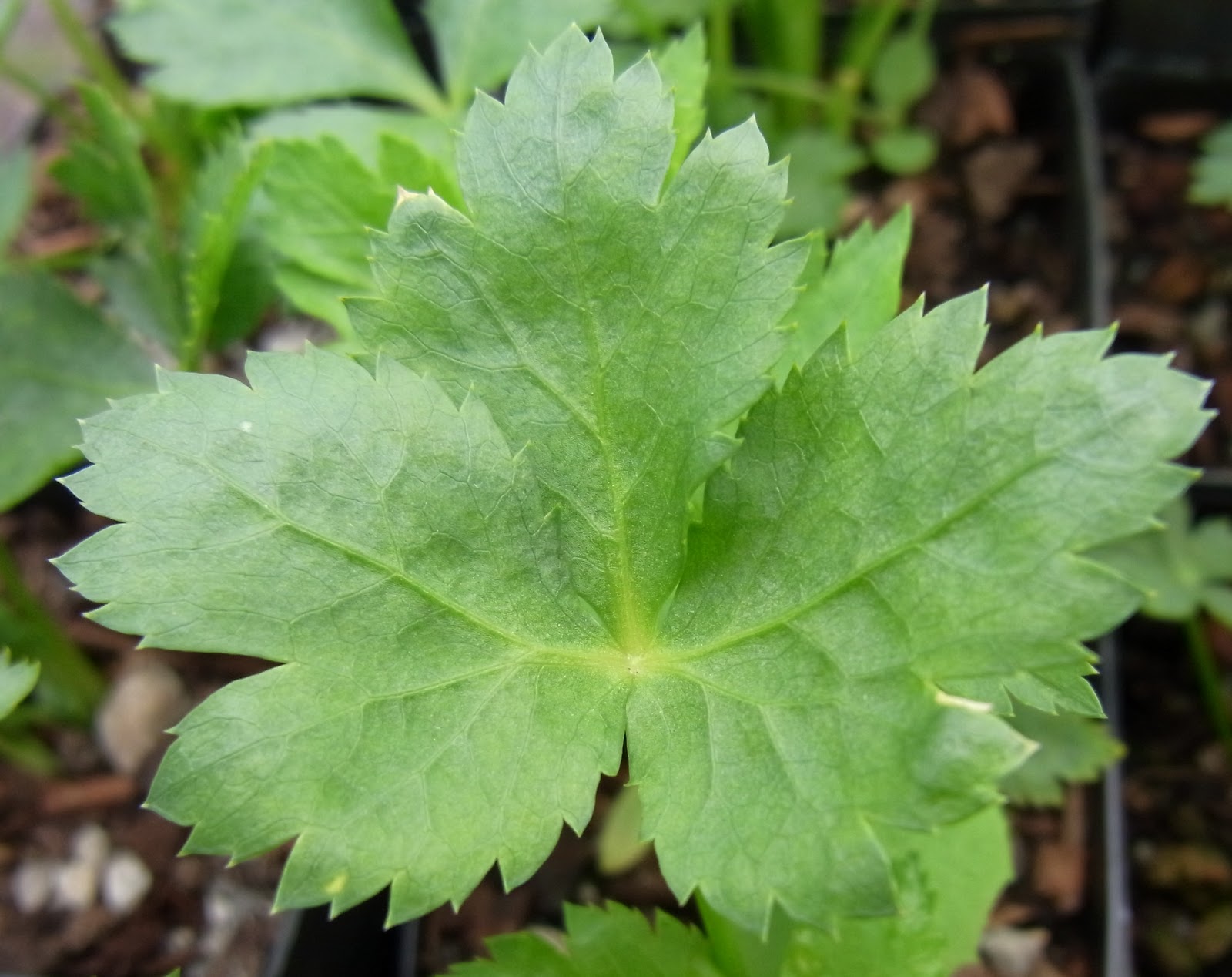 Provenance Growers Mitsuba