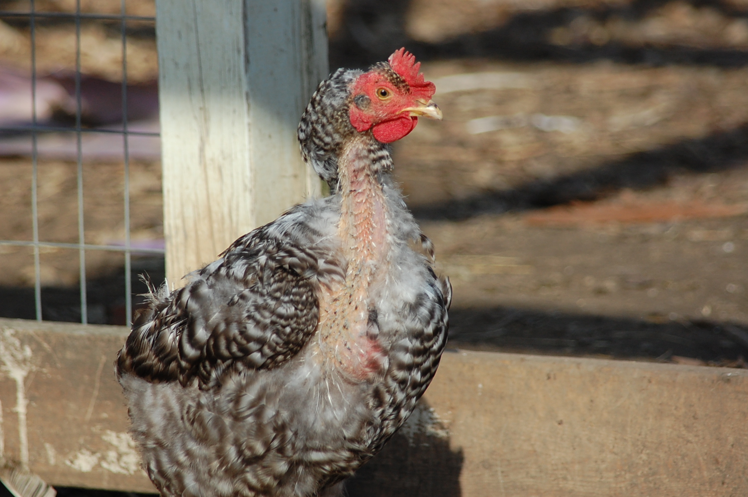 Molting Issues in Chickens Why Hens loss their Feathers? ePoultryFarm